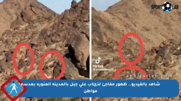شاهد بالفيديو.. ظهور مفاجئ لذئاب على جبل بالمدينة المنورة بعدسة مواطن